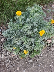 Glaucium flavum