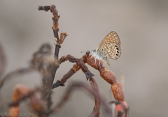 Brephidium pseudofea