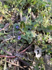 Glechoma hederacea