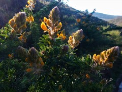 Adenocarpus hispanicus