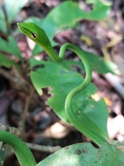 Ahaetulla farnsworthi