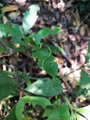 Ahaetulla farnsworthi