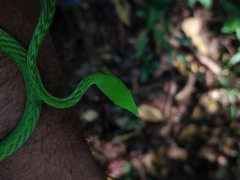 Ahaetulla farnsworthi