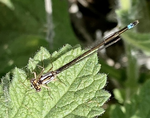 iNaturalist observation photo of Pacific Forktail