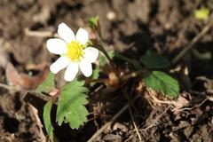 Fragaria iinumae