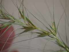 Elymus longifolius