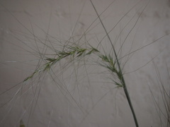 Elymus longifolius