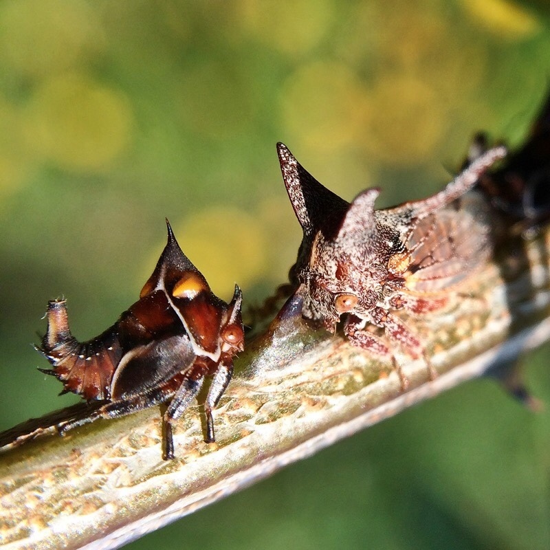 Oxyrhachini
