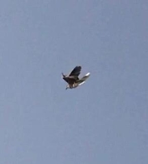 Streptopelia decaocto