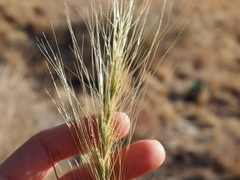 Elymus longifolius