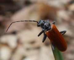 Cantharis palliata