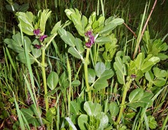 Vicia serratifolia