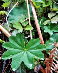Alchemilla saxatilis