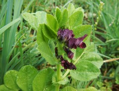 Vicia serratifolia