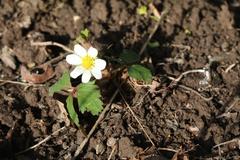Fragaria iinumae