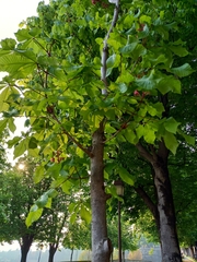 Aesculus
