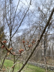 Hamamelis vernalis
