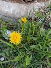 Taraxacum officinale