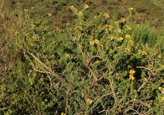 Adenocarpus hispanicus