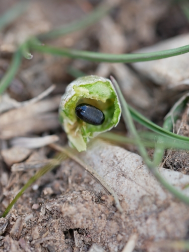 Bubble-gall tephritid