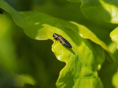 Agrilus laticornis