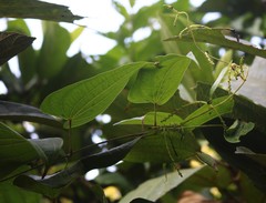 Dioscorea belophylla
