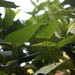 Dioscorea belophylla - Photo (c) Shiwalee Samant, algunos derechos reservados (CC BY-NC), uploaded by Shiwalee Samant