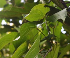 Dioscorea belophylla