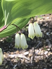 Polygonatum odoratum pluriflorum
