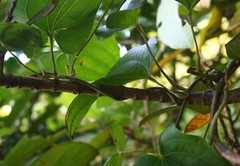 Dioscorea belophylla