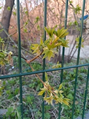 Acer negundo
