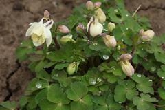 Aquilegia flabellata