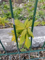 Acer negundo