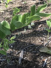 Polygonatum odoratum pluriflorum