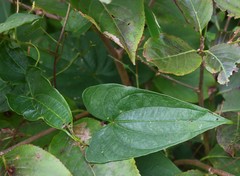 Dioscorea belophylla