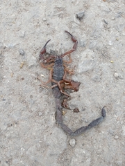 Centruroides gracilis