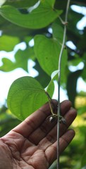 Dioscorea belophylla
