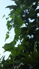 Dioscorea belophylla