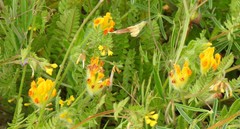 Anthyllis lotoides