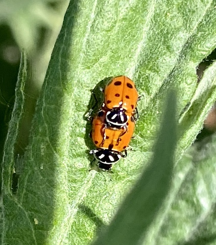 iNaturalist observation photo of Convergent Lady Beetle