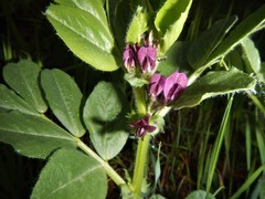 Vicia serratifolia