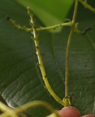 Dioscorea belophylla