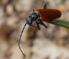 Cantharis palliata
