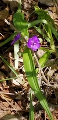 Tradescantia ozarkana