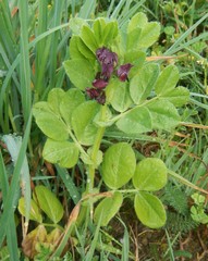 Vicia serratifolia