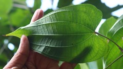 Dioscorea belophylla