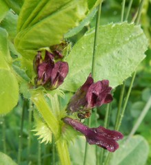 Vicia serratifolia