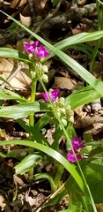 Tradescantia ozarkana