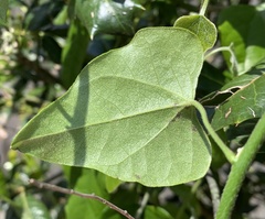 Cocculus carolinus