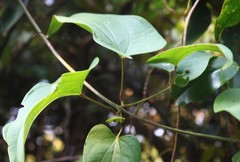 Dioscorea belophylla